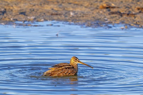 Common snipe (Gallinago gallinago) cleaning feathers by bathing in shallow water along pond bank in