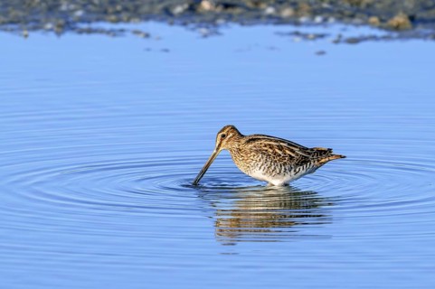 Common snipe (Gallinago gallinago) foraging in shallow water by probing soft mud along pond bank in