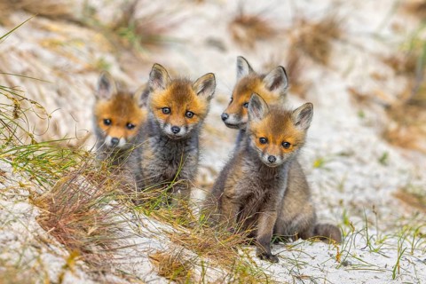 Young red foxes (Vulpes vulpes) four curious kits, juveniles looking towards camera near burrow,