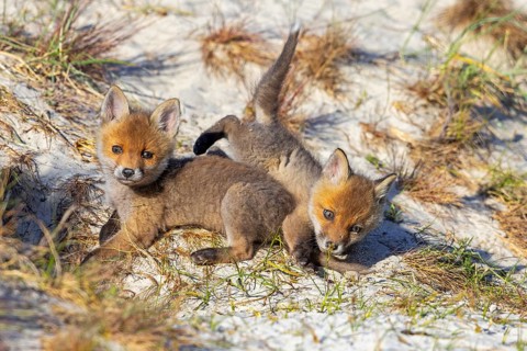 Young red foxes (Vulpes vulpes) two playful kits, juveniles playing near burrow, den in the sand