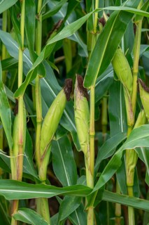 Close-up of female inflorescences, maize stalks, leaves, ears and corn silk in maizefield,