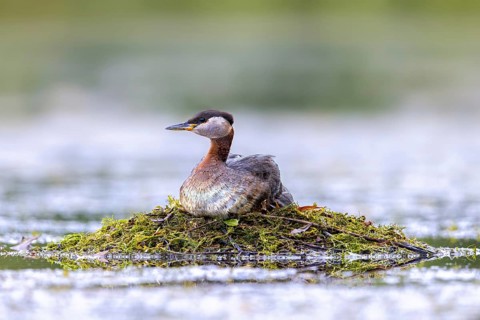 Red-necked grebe (Podiceps grisegena) adult in breeding plumage breeding eggs on nest in lake in