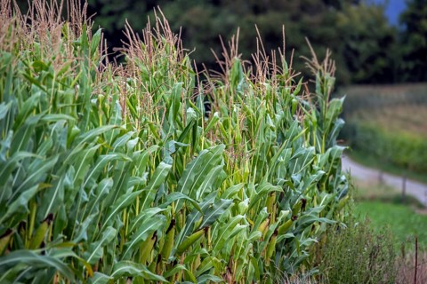 Maizefield, cornfield, field of maize (Zea mays) showing maize stalks with tassels, inflorescence