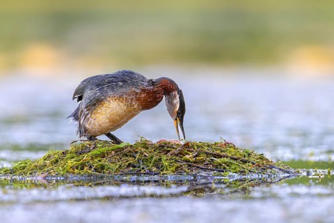 Red-necked grebe (Podiceps grisegena) nesting adult in breeding plumage turning two eggs in nest in