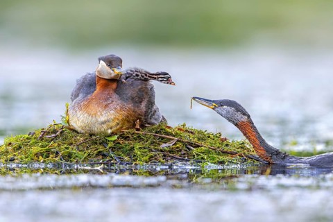 Red-necked grebe (Podiceps grisegena, Podiceps griseigena) male in breeding plumage feeding chick