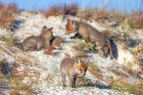 Young red foxes (Vulpes vulpes) three playful kits, juveniles playing near burrow, den in the sand