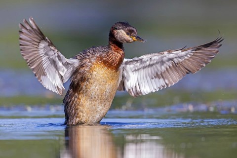 Red-necked grebe (Podiceps grisegena, Podiceps griseigena) adult in breeding plumage flapping wings