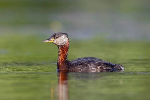 Red-necked grebe (Podiceps grisegena, Podiceps griseigena) adult in breeding plumage swimming in