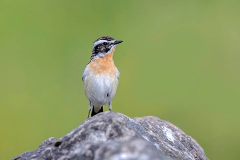 Whinchat (Saxicola rubetra, Motacilla rubetra) adult male in breeding plumage perched on rock in