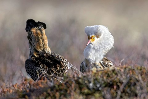 Two ruffs (Calidris pugnax), satellite with white neck ruff and territorial male in breeding