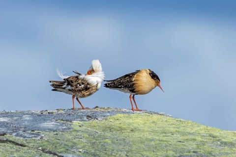 Two ruffs (Calidris pugnax), satellite with white neck ruff and territorial male in breeding