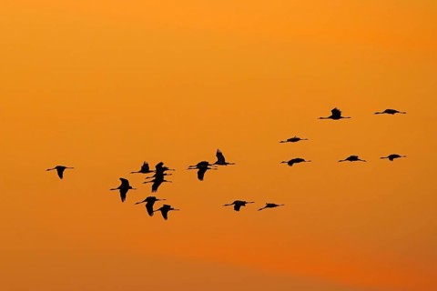 Migrating flock of common cranes, Eurasian cranes (Grus grus) in flight silhouetted against orange