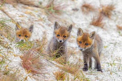 Young red foxes (Vulpes vulpes) three curious kits, juveniles looking towards camera near burrow,