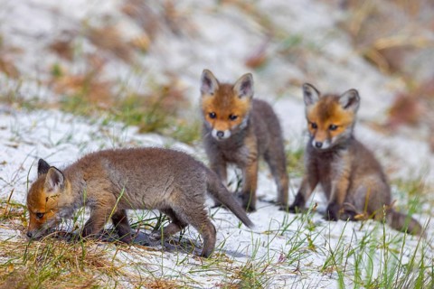 Young red foxes (Vulpes vulpes) three playful kits, juveniles playing near burrow, den in the sand