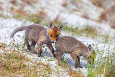 Young red foxes (Vulpes vulpes) playful kit, juvenile biting sibling's tail near burrow, den in the