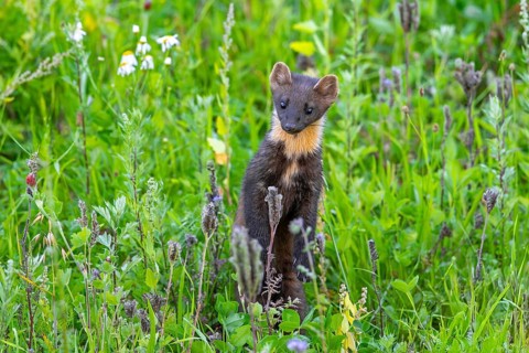 European pine marten (Martes martes) standing upright while hunting in meadow in summer