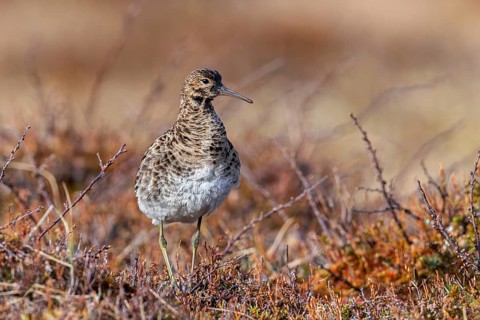 Ruff (Calidris pugnax) female at lek in spring, Scandinavia