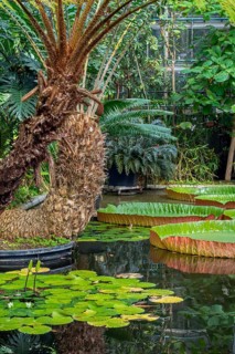 Floating leaves of giant waterlilies in the tropical Victoria greenhouse at the University