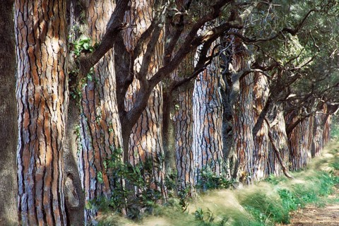 Pine avenue (Pinus pinea), Tuscany, Italy