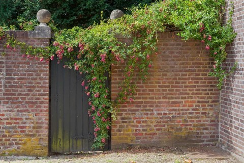 Old brick wall with a dark wooden gate, surrounded by climbing roses and ivy, rustic charm,
