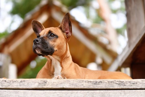 Cute red fawn mixed breed dog lying on woodenplank. Mix between Boxer, French Bulldog and Miniature