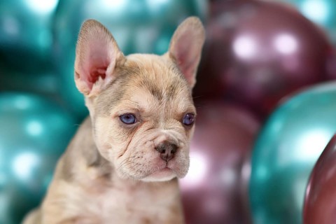 6 weeks old healthy French Bulldog dog puppy with colorful balloons in background