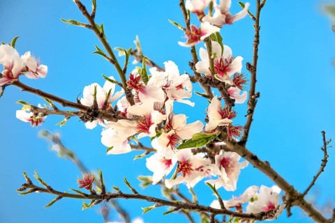 Almond blossoms on an almond tree, Majorca, Balearic Islands, Spain