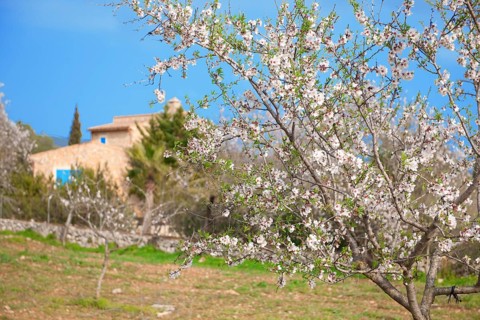Almond blossoms on almond tree, in the background almond trees and finca, Majorca, Balearic