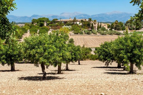 View of olive grove with olive trees in front, in the background Spanish farm Finca, Majorca,