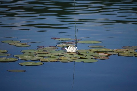 Pond with beautiful water lily, summer, Germany