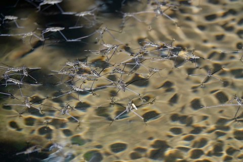 Insect Water strider (Gerridae) on a lake, summer, Germany