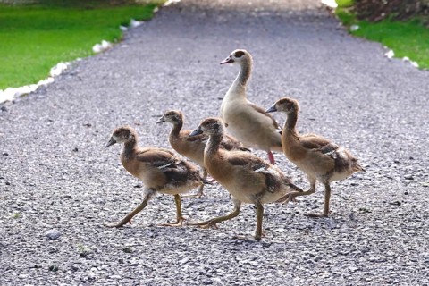 Nile geese marching along a path, Summer, Germany
