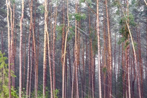 Wind and rain in front of a forest, summer, Germany