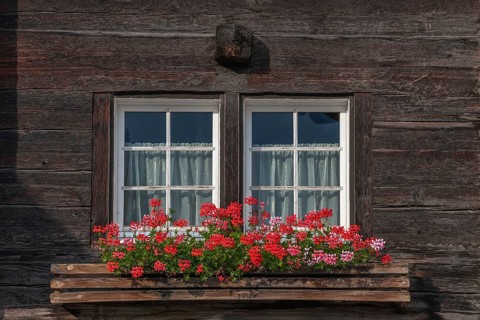 Vibrant red flowers bloom in a planter positioned under a wooden framed window. The rustic ambience