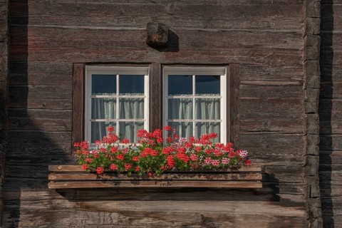 Traditional wooden house window with blooming red geraniums around the edge. The furnishings are