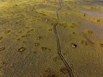 Lane, mosses, sunny, nature, fragile, environmental degradation, south-east Iceland, Iceland