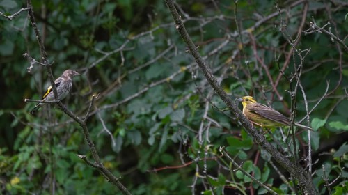 A pair of yellowhammers (Emberiza citrinella) sitting in a bush, Ahlden, district of Heidekreis,