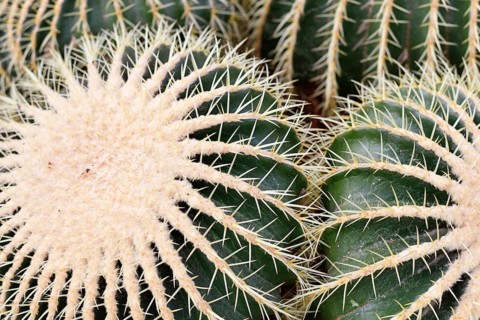 Close up of large 'Echinocactus Platyacanthus' giant barrel cactus with white spikes