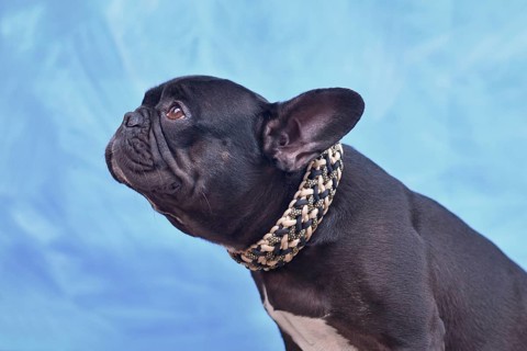 Black French Bulldog dog with woven paracord collar in front of blue background