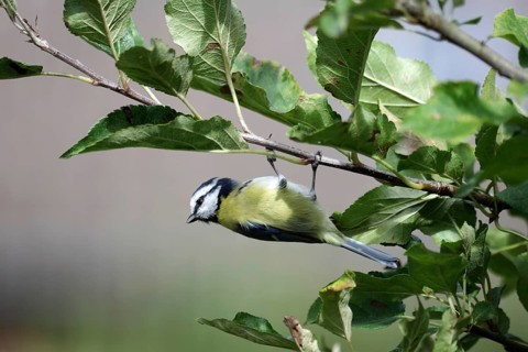 Blue tit (Cyanistes caeruleus), hanging upside down, branch, apple tree, autumn, funny, Germany,