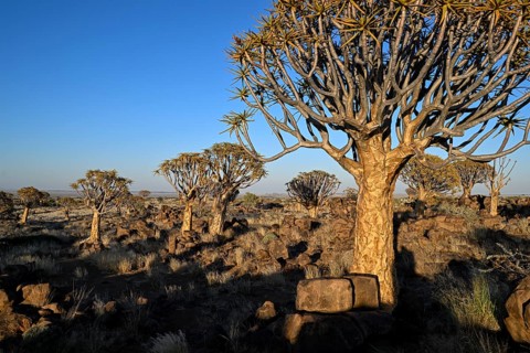 Quiver trees (Aloe dichotoma) in the morning light, quiver tree forest near Keetmanshoop, Karas