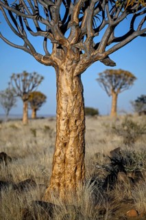 Quiver trees (Aloe dichotoma), quiver tree forest near Keetmanshoop, Karas Region, Namibia