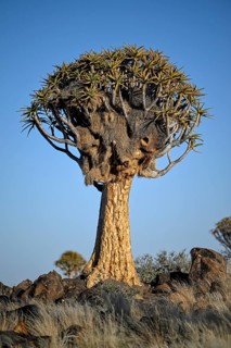 Quiver tree (Aloe dichotoma) with weaver bird's nest, quiver tree forest near Keetmanshoop, Karas