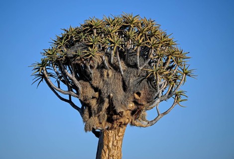 Quiver tree (Aloe dichotoma) with weaver bird's nest, quiver tree forest near Keetmanshoop, Karas