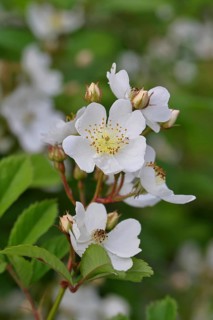 Bibernell rose (Rosa spinosissima L., syn.: Rosa pimpinellifolia L.), also called dune rose, earth