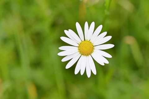 Daisy (Leucanthemum vulgare), flower in a meadow, close-up, macro, Wilnsdorf, North