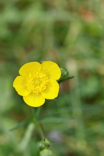 Buttercup, buttercup (Ranunculus acris), yellow flower in a meadow, close-up, Wilnsdorf, North