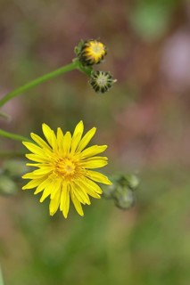 Meadow peony (Crepis biennis), yellow flower by the wayside, Wilnsdorf, North Rhine-Westphalia,
