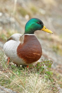 Mallard (Anas platyrhynchos), male, drake, standing on a slope on the lakeshore, Chiemsee, Prien,