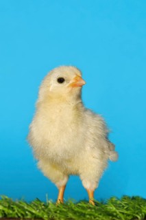 Domestic fowl (Gallus gallus domesticus), freshly hatched, chicken chick standing on grass,